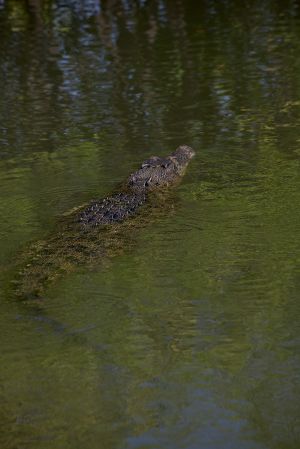 Kakadu Saltwater Crocodile